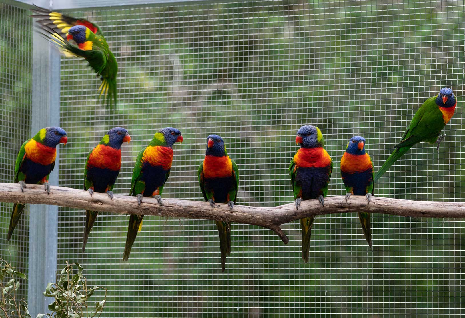 Lorikeets in care at RSPCA Queensland